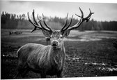 Dibond - Aankijkend hert (zwart/wit) - 120x80cm Foto op Aluminium (Met Ophangsysteem)