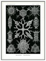 Astrosphaera - Spumellaria (Kunstformen der Natur), Ernst Haeckel - Foto op Akoestisch paneel - 150 x 200 cm