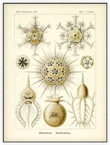 Circogonia - Phaeodaria (Kunstformen der Natur), Ernst Haeckel - Foto op Akoestisch paneel - 60 x 80 cm