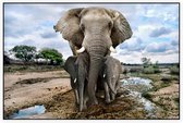 Moeder olifant met jongen - Foto op Akoestisch paneel - 90 x 60 cm