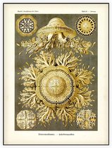 Toreuma - Discomedusae (Kunstformen der Natur), Ernst Haeckel - Foto op Akoestisch paneel - 90 x 120 cm