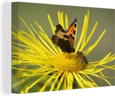 Canvas Schilderij Vlinder op een Alant bloem - 60x40 cm - Wanddecoratie