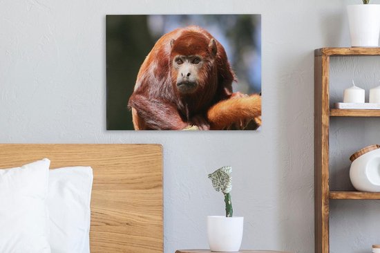 Gros plan singe hurleur rouge 40x30 cm - petit - tirage photo sur toile (Décoration murale salon / chambre) / animaux sauvages Peintures sur toile