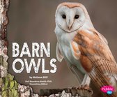 Owls - Barn Owls