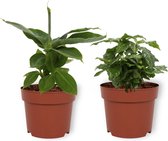 Set van 2 Kamerplanten - Coffea Arabica & Musa Tropicana - ±  25cm hoog - 12cm diameter