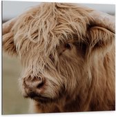 Dibond - Buffel  - 100x100cm Foto op Aluminium (Met Ophangsysteem)