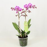 Orchidee van Botanicly – Orchidee – Hoogte: 45 cm, 1 tak – Phalaenopsis Multiflora Vienna