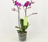 Orchidee van Botanicly – Vlinder orchidee – Hoogte: 45 cm, 1 tak – Phalaenopsis multiflora Aukje