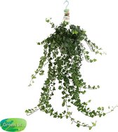 Klimplant van Botanicly – Klimop – Hoogte: 50 cm – Hedera helix Wonder