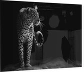 Loerende Jaguar op zwarte achtergrond - Foto op Plexiglas - 60 x 40 cm