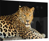 Jaguar liggend op zwarte achtergrond - Foto op Plexiglas - 60 x 40 cm