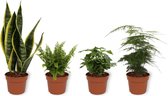 Set van 4 Kamerplanten - Asparagus Plumosus & Coffea Arabica & Nephrolepis Vitale & Sansevieria Superba - ± 25cm hoog - 12cm diameter