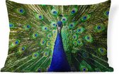 Sierkussen Paons pour l'intérieur - Vue de face d'un paon - 50x30 cm - Coussin intérieur rectangulaire en coton