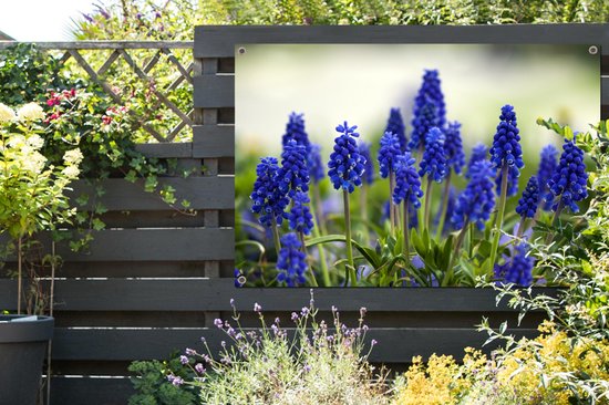 Petite affiche de jardin jacinthes de raisin 120x80 cm - Toile de jardin / Toile d'extérieur / Peintures d'extérieur (décoration de jardin)