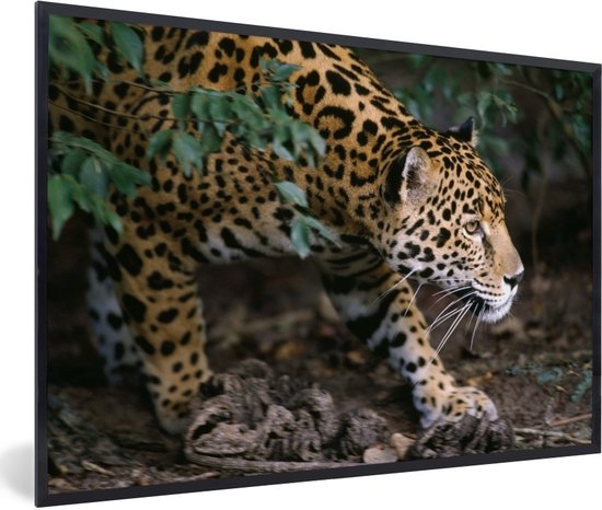 Cadre photo avec affiche - Jaguar rampant dans la forêt - 90x60 cm - Cadre pour affiche