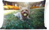 Buitenkussens - Tuin - Yorkshire Terrier ligt op het gras met een tennisbal in zijn mond - 50x30 cm