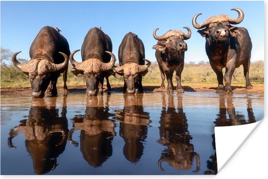 Buffels drinken water 30x20 cm - klein - Foto print op Poster (wanddecoratie woonkamer / slaapkamer)
