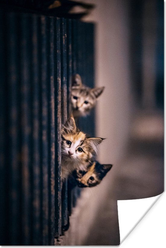 Les Chats regardent curieusement au coin de la rue 120x180 cm XXL / Groot format ! - Tirage photo sur Poster (décoration murale salon / chambre)