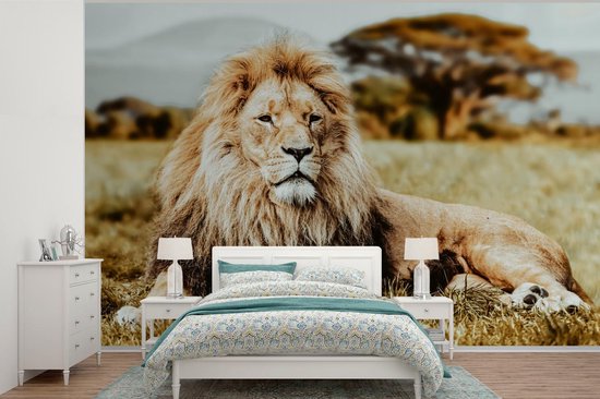 Papier peint - Papier peint photo Lions - Sauvages - Afrique - Largeur 420 cm x hauteur 280 cm