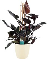 Philodendron Ruby  - Pyramide in ELHO Round (soap) ↨ 70cm - hoge kwaliteit planten