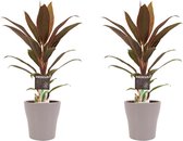 Duo 2x Cordyline Rumba met Anna taupe ↨ 40cm - 2 stuks - hoge kwaliteit planten