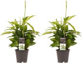Duo 2 x Dracaena Surculosa ↨ 45cm - 2 stuks - hoge kwaliteit planten