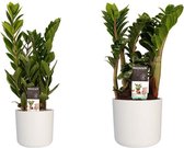 Combi 1 x Zamio Zenzi 1 x Zamio Culcas met Elho B.for soft white ↨ 40cm - 2 stuks - hoge kwaliteit planten