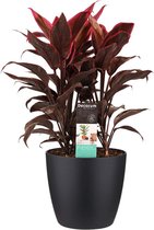 Cordyline Mambo toef met Elho brussels living black ↨ 50cm - hoge kwaliteit planten