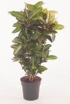 Codiaeum Petra ↨ 100cm - hoge kwaliteit planten