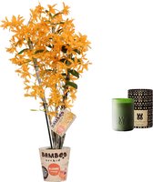 Set Bamboo orchid ‘Bloomin’ Orange Firebird’ en geurkaars Lucky Candle Green ↨ 50cm - planten - binnenplanten - buitenplanten - tuinplanten - potplanten - hangplanten - plantenbak - bomen - p