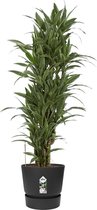 Dracaena Warneckei - Drakenboom - Luchtzuiverende Kamerplant - Met Elho® Greenville Bloempot - ø27cm - 120cm