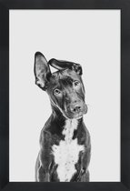 JUNIQE - Poster in houten lijst Hond – Zwart | Wit -30x45 /Grijs &