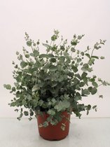 Kamerplant van Botanicly – Eucalyptus – Hoogte: 50 cm