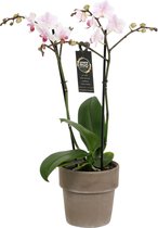 Orchidee van Botanicly – Vlinder orchidee in taupe keramiek pot als set – Hoogte: 45 cm, 1 tak – Phalaenopsis Pico Sweet heart