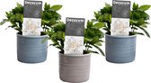 Lekker ruikende kamerplanten in design potjes | 3 x Jasmijn planten | Leuk als cadeau | Ø 10 cm – Hoogte 15 cm (waarvan 5 cm plant en 10 cm pot)