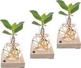 Hellogreen Kamerplant - Clusia - 8 cm - Samoa glas met LED verlichting