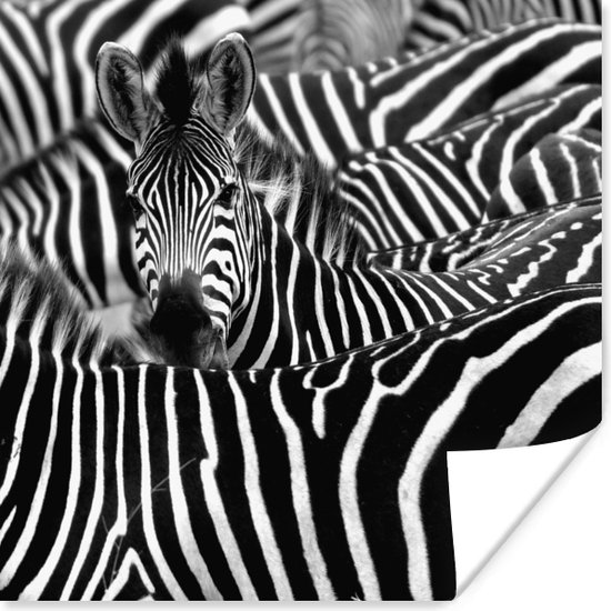 mate verhouding buffet Zebra zwart-wit Poster 150x75 cm - Foto print op Poster (wanddecoratie) |  bol.com