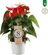 Anthurium Red Champion - Kamerplant - 30cm