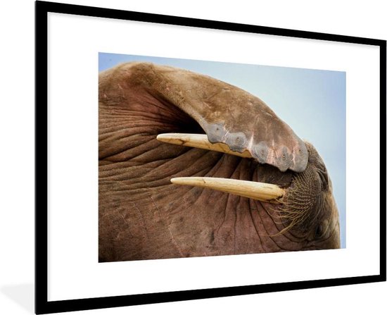 Foto in lijst – Close-up van een walrus fotolijst zwart met witte passe partout 80×120 120×80 cm – Poster in lijst (Wanddecoratie woonkamer /…