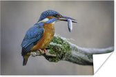 Poster IJsvogel - Vis - Dier - 30x20 cm