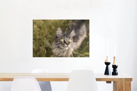 Un chat Maine Coon dans les hautes herbes Poster 90x60 cm - Tirage photo sur Poster (décoration murale salon / chambre) / Poster Animaux domestiques