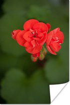 Poster Bloeiende rode geranium bloem - 120x180 cm XXL