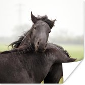 Affiche Paarden - Zwart - Herbe - 75x75 cm