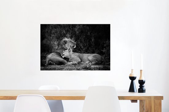 Poster Lion et lionne papier 90x60 cm - Tirage photo sur Poster (décoration murale salon / chambre) / Poster Animaux sauvages