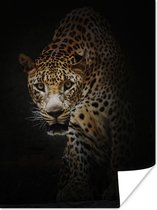 Nieuwsgierig luipaard op een zwarte achtergrond poster papier 60x80 cm - Foto print op Poster (wanddecoratie woonkamer / slaapkamer) / Wilde dieren Poster