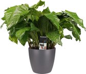 Decorum Calathea Network met Elho brussels antracite – ↨ 50cm – ⌀ 17cm