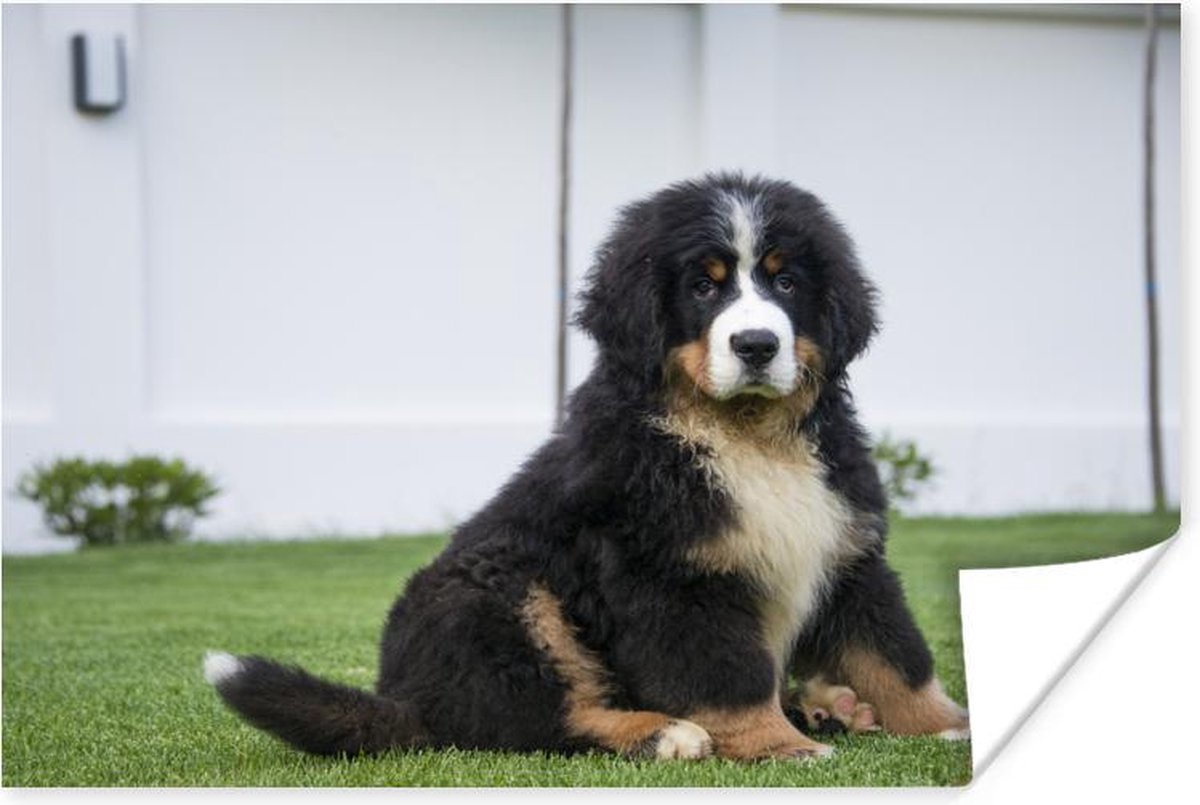 Super schattige Berner Sennenhond puppy Poster 60x40 cm - Foto print op Poster (wanddecoratie woonkamer / slaapkamer) / Huisdieren Poster op Prijzenvolger.com