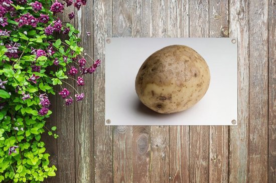 Un gros plan d'une pomme de terre sur fond blanc Affiche de jardin 90x60 cm - Toile de jardin / Toile d'extérieur / Peintures d'extérieur (décoration de jardin)