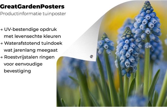 Tuinposter 120x90 cm - Tuindecoratie Close-up van meerdere druifhyacinten - Poster voor in de tuin - Buiten decoratie - Schutting tuinschilderij - Tuindoek muurdecoratie - Wanddecoratie balkondoek