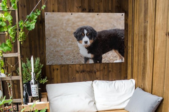 Berner chiot le matin affiche de jardin 120x80 cm - Toile de jardin / Toile d'extérieur / Peintures pour l'extérieur (décoration de jardin)